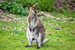 Rolfs Streichelzoo – Bild 3