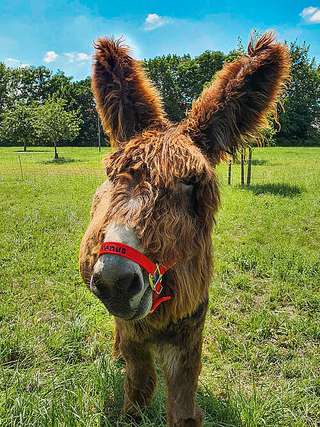 Rolfs Streichelzoo – Bild 4