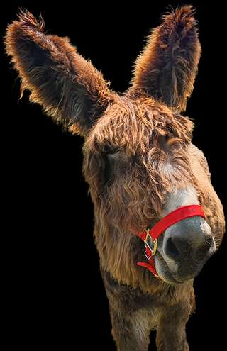 Rolfs Streichelzoo – Bild 6