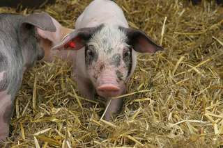 Hof Konermann – Bild 5