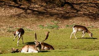 Wildpark Donsbach – Bild 1
