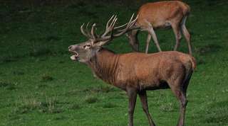Wildpark Donsbach – Bild 5