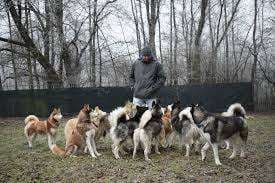 Husky Ranch Traun – Bild 1