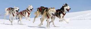 Husky Ranch Traun – Bild 2