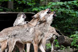 Heimat-Tierpark Olderdissen – Bild 2