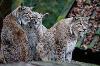 Heimat-Tierpark Olderdissen – Bild 4