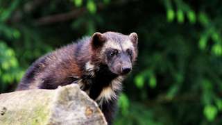 Heimat-Tierpark Olderdissen – Bild 5