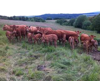 Rosenhof Irsch Scheurer – Bild 4