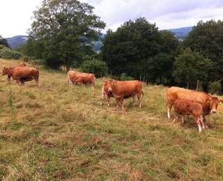 Rosenhof Irsch Scheurer – Bild 6