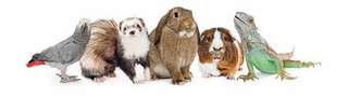 Pawsitively Pets Kids Camp – Bild 1