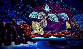 Glowing Rooms 3D Schwarzlicht Minigolf Dresden – Bild 1