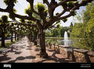 Ludwig-Rehbock Park – Bild 1