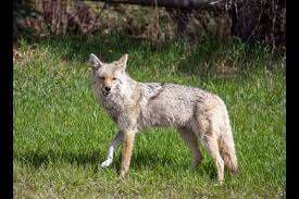 Wild Park – Bild 6