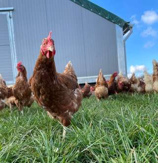 Meckes Hof : Eier und mehr – Bild 1