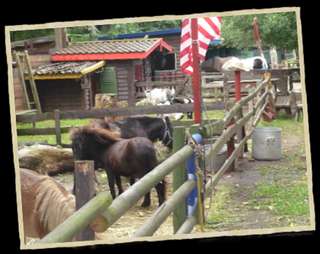 Die kleine Farm (Sommer) – Bild 2