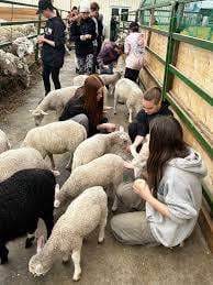 Agneaux de Laval – Bild 2