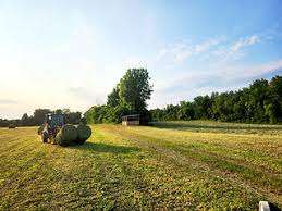 Agneaux de Laval – Bild 3