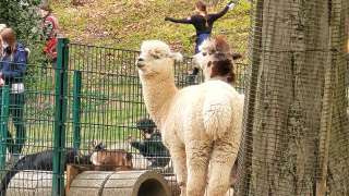 Stadt Herne Streichelzoo Gysenberg – Bild 1