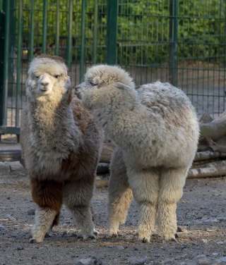 Stadt Herne Streichelzoo Gysenberg – Bild 2