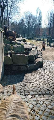 Stadt Herne Streichelzoo Gysenberg – Bild 4