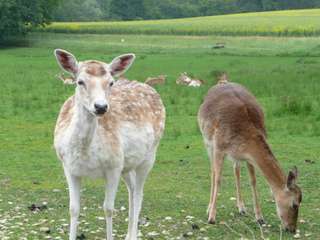 Wildgehege Landschaftsgarten Bad Salzuflen – Bild 1