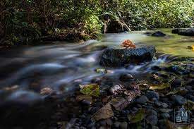 Williams Park – Bild 6