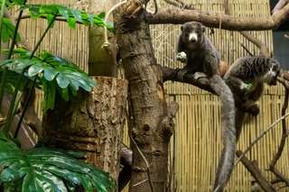 Affenhaus – Bild 6