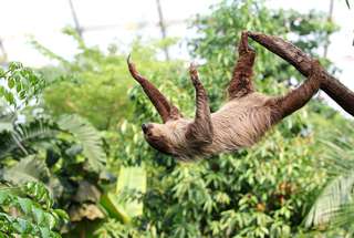 Gondwanaland – Bild 2