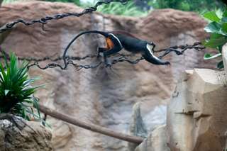 Gondwanaland – Bild 3