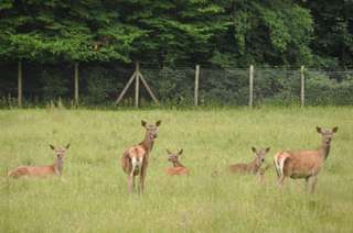 Wildgehege Leidenhausen – Bild 1