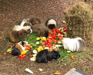 Hofkita Bullabü – Bild 6