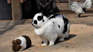 Arche-Park Tiergehege Witthausbusch – Bild 3