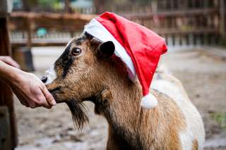 Streichelzoo Hohenstein Witten – Bild 6