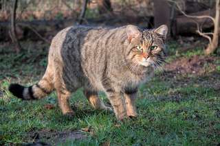 Wildpark Leipzig – Bild 5