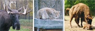 Wildpark Leipzig – Bild 6