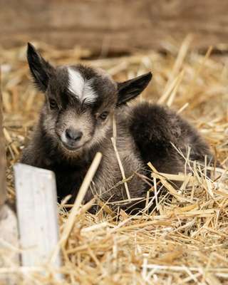 Lindenthaler Tierpark – Bild 4