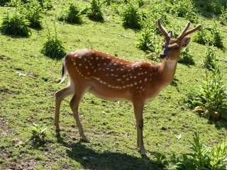 Schwarzwaldzoo Waldkirch – Bild 2