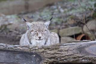 Schwarzwaldzoo Waldkirch – Bild 5
