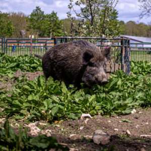 Freizeit- und Erholungspark Possen mit eintrittsfreiem Tierpark – Bild 6