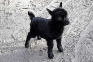 Solinger Vogel- und Tierpark – Bild 5