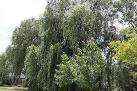 Eastport Park – Bild 6
