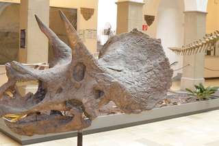 Bayerische Staatssammlung für Paläontologie und Geologie – Bild 1