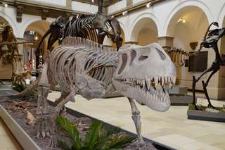 Bayerische Staatssammlung für Paläontologie und Geologie – Bild 4