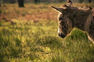 Erholungsgebiet Leidenhausen – Bild 1