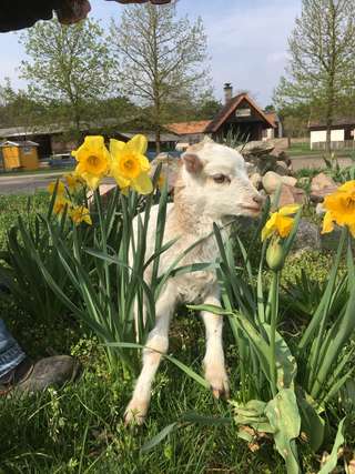 Kinderbauernhof Gussow – Bild 1