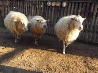 Jugendfarm Wilhelmshof e.V. – Bild 3