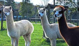 Jugendfarm Wilhelmshof e.V. – Bild 5