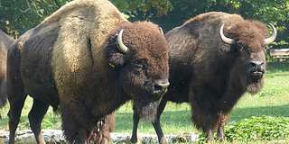 Karlstern – Bild 3