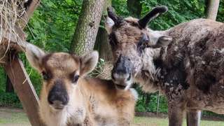 Tierpark Neumünster – Bild 5