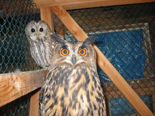 Greifvogelschutzstation Gut Leidenhausen – Bild 3